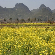 灵川熊村油菜花