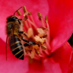 蜜蜂与海棠花