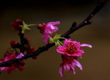 樱花.润雨