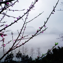 南丹县里湖桃花