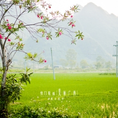 夏日花开【应景立夏】