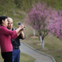 幸福樱花