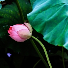 夏天.雨滴.荷花