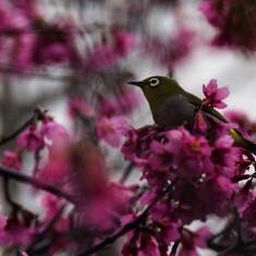 樱花与鸟