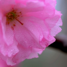 如云似霞    雨后樱花