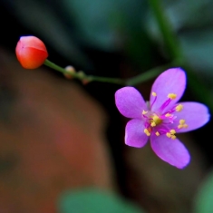 微花之美