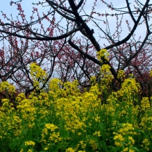 春到小平乐