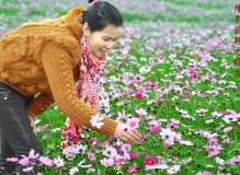 隆冬花艳尤醉客