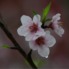 春桃花