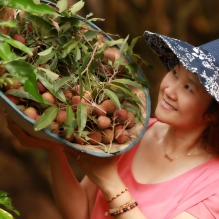 荔枝时节