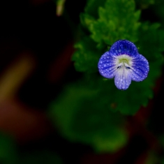 紫色小小花