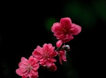 [桃花岛]的桃花已绽开