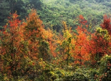 桂林枫叶深冬艳  俏色漾染南边山