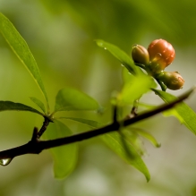 石榴花开红艳艳