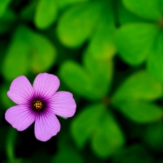 春暖花开时    无名小花一