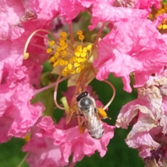 花香蜂来采