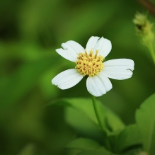 路边的野花